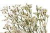 ZATRWIAN KOLOR NATURALNY BIAŁY (Limonium sinensis) suszki ozdobne suche kwiaty na bukiety