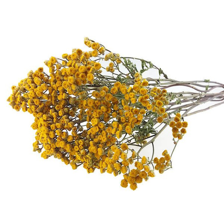 WROTYCZ KOLOR ŻÓŁTY (Tanacethum vulgare) naturalne niebarwione kwiaty suszone do dekoracji
