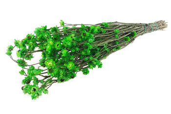 ZŁOCISZEK OSKRZYDLONY KOLOR ZIELONY wiekuistka rozgałęziona (Ammobium alatum) suszki dekoracyjne kwiaty suszone na bukiety