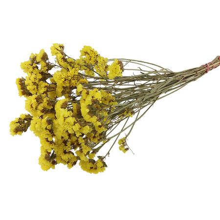 ZATRWIAN WRĘBNY KOLOR ŻÓŁTY (Limonium sinuatum) suszki ozdobne kwiaty suszone na bukiet do wazonu i stroiki