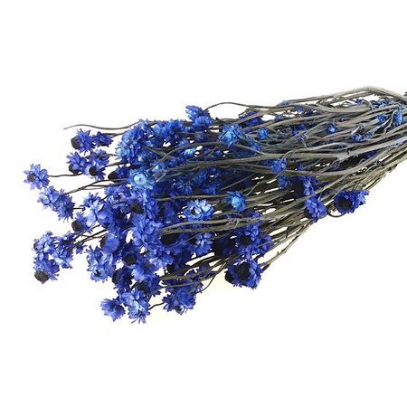 ZŁOCISZEK OSKRZYDLONY KOLOR CHABROWY wiekuistka rozgałęziona (Ammobium alatum) suszki dekoracyjne kwiaty suszone na bukiety